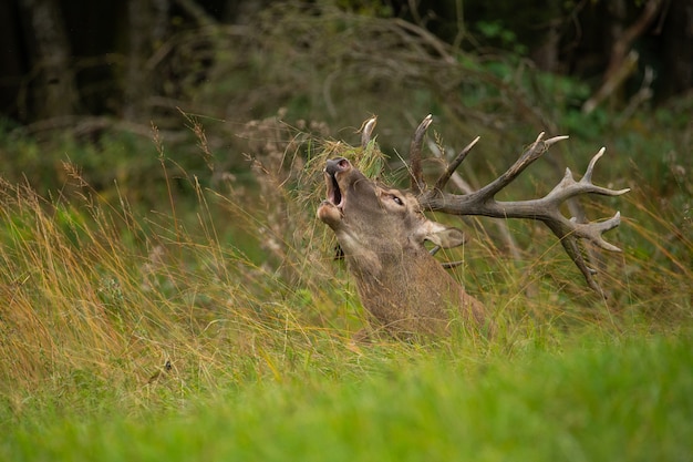 Rotwild auf grünem Hintergrund während der Hirschbrunft im Naturlebensraum