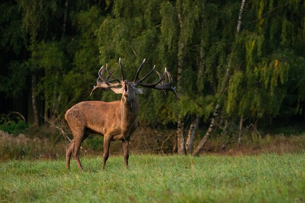 Rotwild auf grünem Hintergrund während der Hirschbrunft im Naturlebensraum