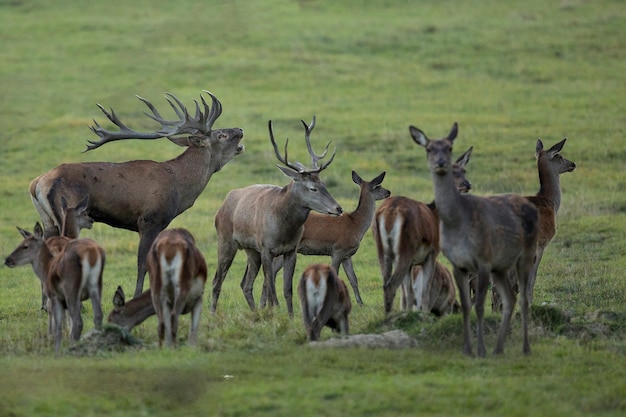 Rotwild im Naturlebensraum während der europäischen Tierwelt der Hirschbrunft