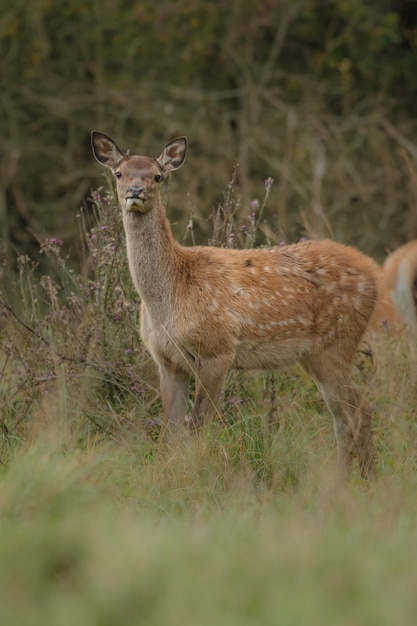 Rotwild im Naturlebensraum während der Hirschbrunft