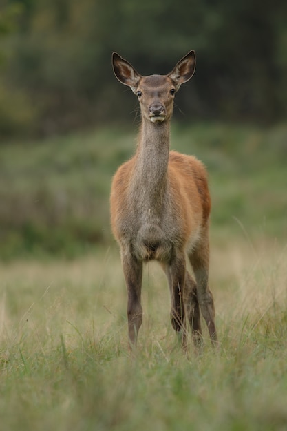 Rotwild im Naturlebensraum während der Hirschbrunft