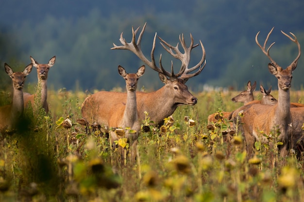 Rotwild im Naturlebensraum während der Hirschbrunft