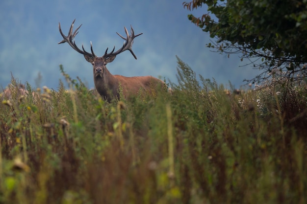 Kostenloses Foto rotwild im naturlebensraum während der hirschbrunft