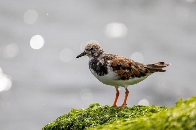 Ruddy Turnstone thront auf einem mit Algen bedeckten Felsen am Meer