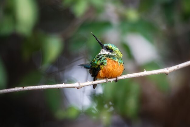 Rufoustailed Jacamar auf einem Baum im Naturlebensraum