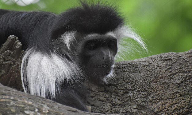 Ruhender überzogener Guereza-Affe, der auf dem Stamm eines Baums stillsteht.