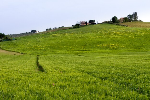 Ruhige grüne Wiese mit Bäumen