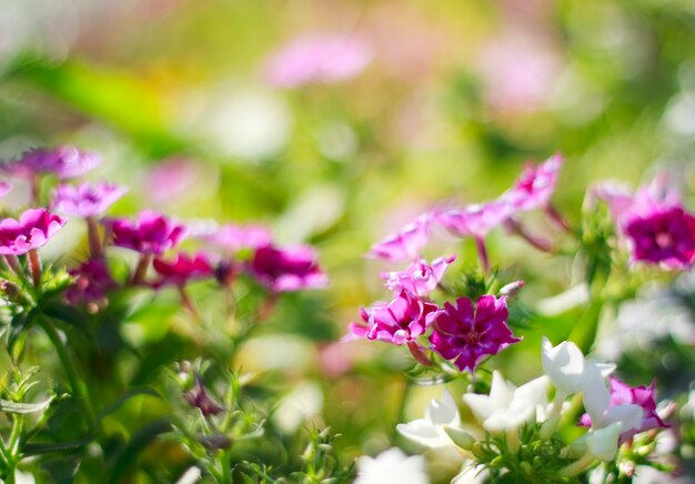 ruhigen Blumen Himmel schöne Hintergrund