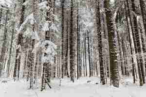 Kostenloses Foto ruhiger winterwald