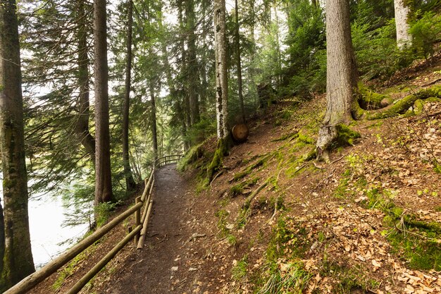 Ruhiges Stück Natur bei Tageslicht