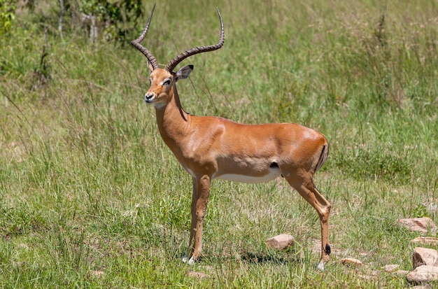 Safari. Antilope auf einem Hintergrund des grünen Grases