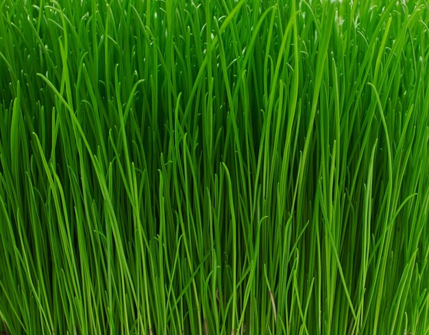 Saftige junge grüne Grasbeschaffenheit