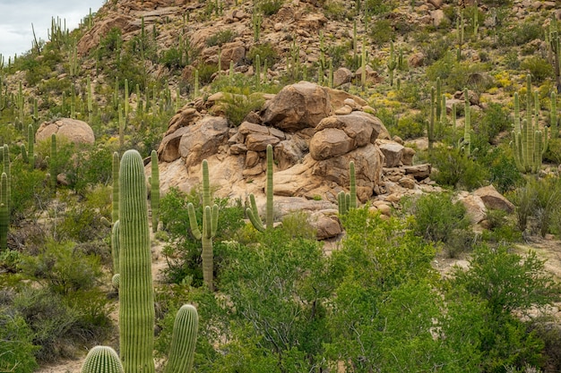 Kostenloses Foto saguaro kaktus