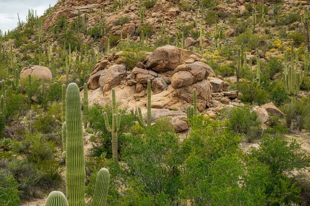 Saguaro kaktus