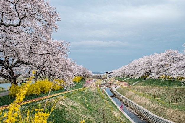 Sakura-Pfad-Weg