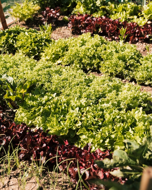 Salat im Gemüsegarten