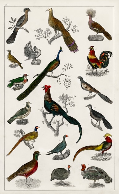Sammlung verschiedener Vögel aus der Geschichte der Erde und der belebten Natur (1820)