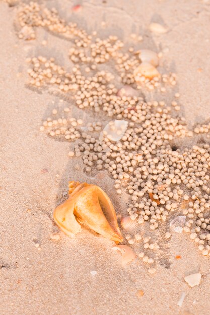 Sand Bubbler Krabben in der Nähe der Muscheln