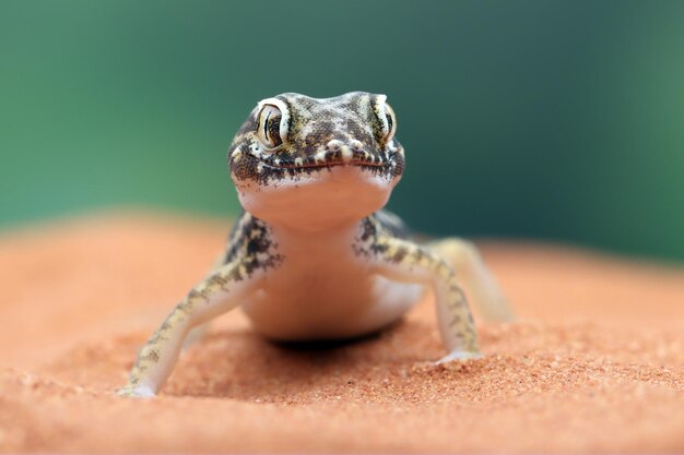 Sandgecko, der sich im Sand aalt Nahaufnahme Kopf Sandgecko Stenodactylus petrii