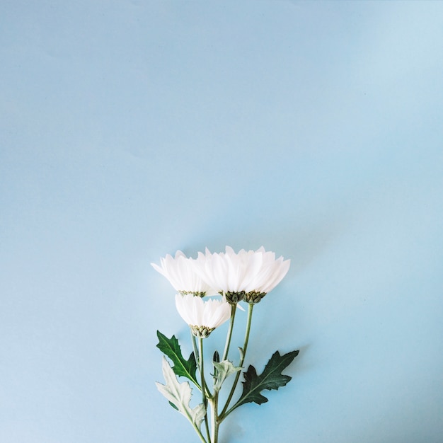 Kostenloses Foto sanfter blumenzweig auf blau