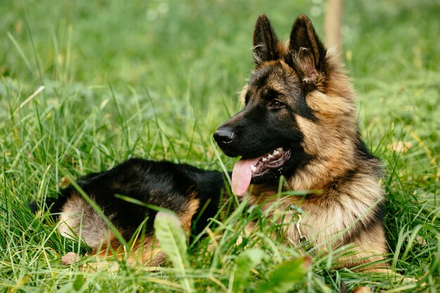 Schäferhund, der auf Gras liegt