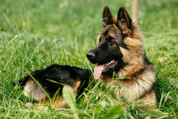 Schäferhund, der auf Gras liegt