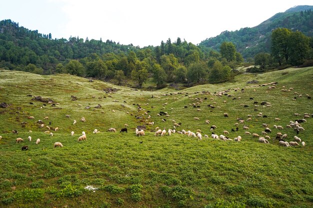 Schafe grasen auf den grünen Feldern