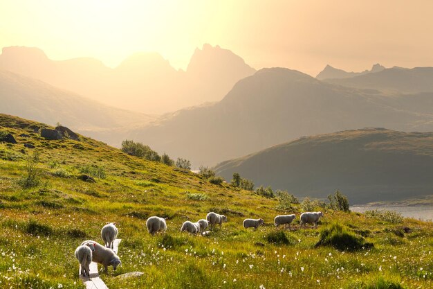 Schafe in Norwegen