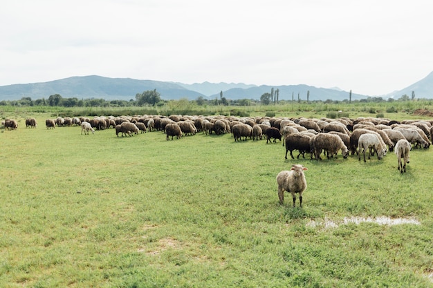 Schafherde des langen Schusses, die Gras auf Weide isst