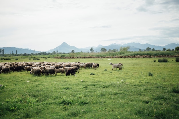 Schafherde des langen Schusses, die Gras auf Weide isst