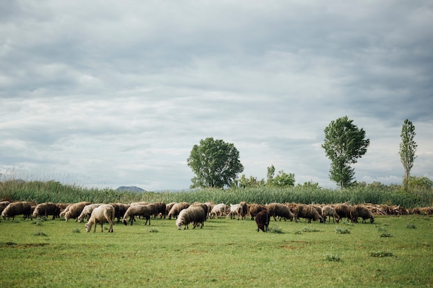 Schafherde des langen Schusses, die Gras auf Weide isst