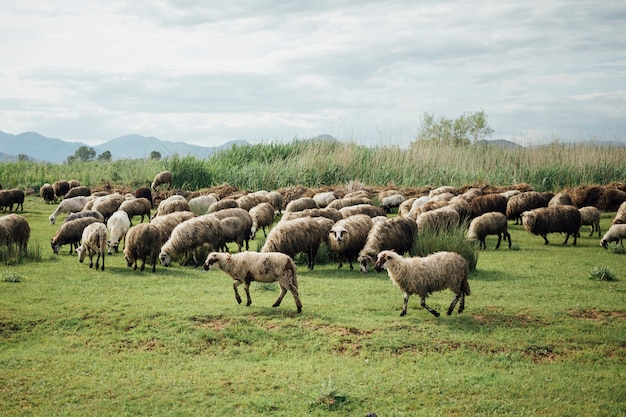 Schafherde des langen Schusses, die Gras auf Weide isst