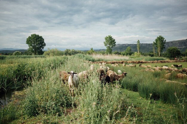 Schafherde des langen Schusses, die Gras auf Weide isst