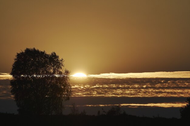 Schattenbild der Bäume am Strand mit dem schönen Blick auf den Sonnenuntergang