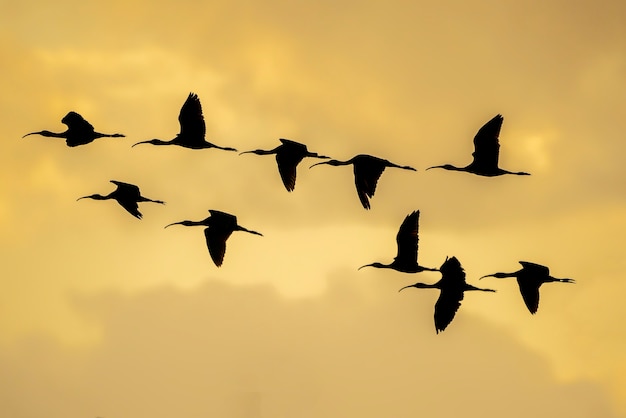 Schattenbild der gruppe des glänzenden ibis (plegadis falcinellus) an den reisfeldern bei sonnenuntergang in albufera de valencia, valencia, spanien. Premium Fotos
