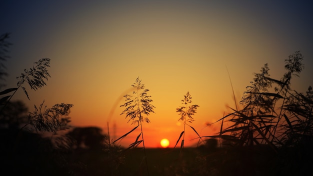 Kostenloses Foto schattenbild des grases während des sonnenuntergangs