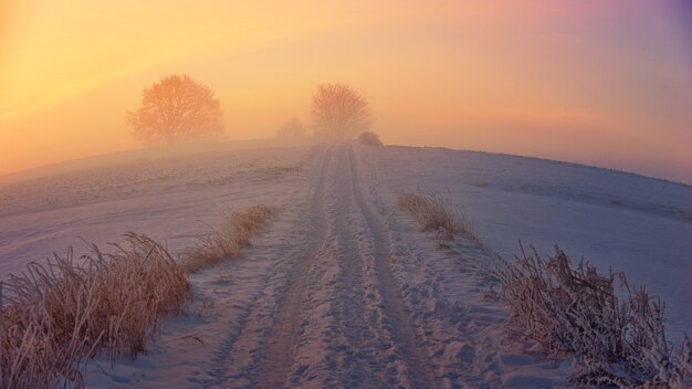 Schattenbild des Sonnenuntergangs der kahlen Bäume