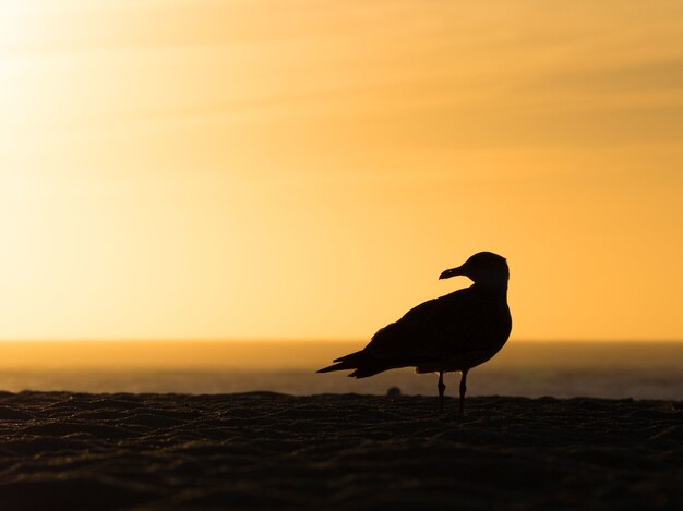 Schattenbild einer Möwe am Strand mit dem schönen Sonnenuntergang