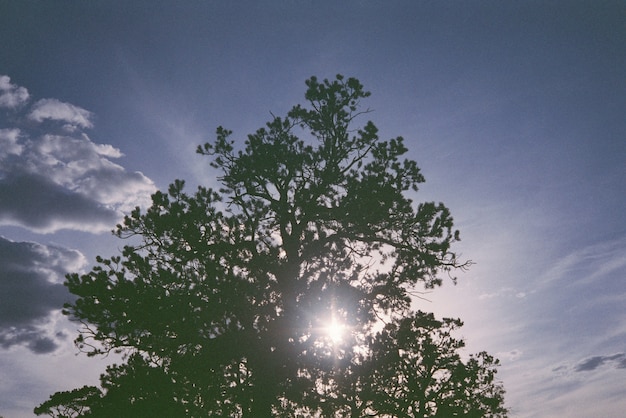 Schattenbild eines Baumes mit der hellen Sonne und den schönen weißen Wolken im Hintergrund