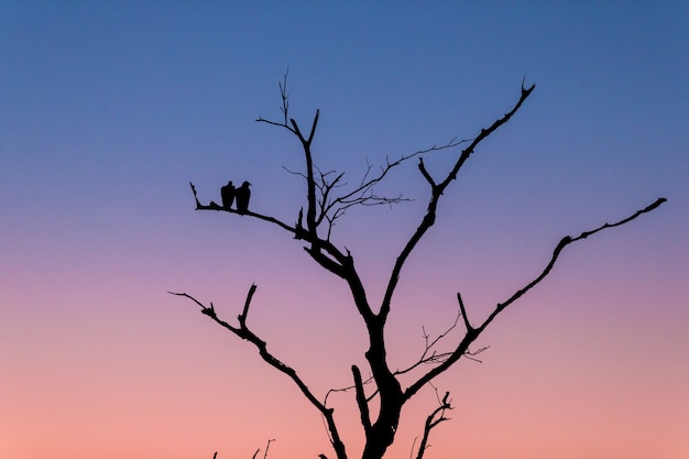 Schattenbild eines Baumes mit zwei Vögeln, die auf dem Zweig während des Sonnenuntergangs am Abend stehen