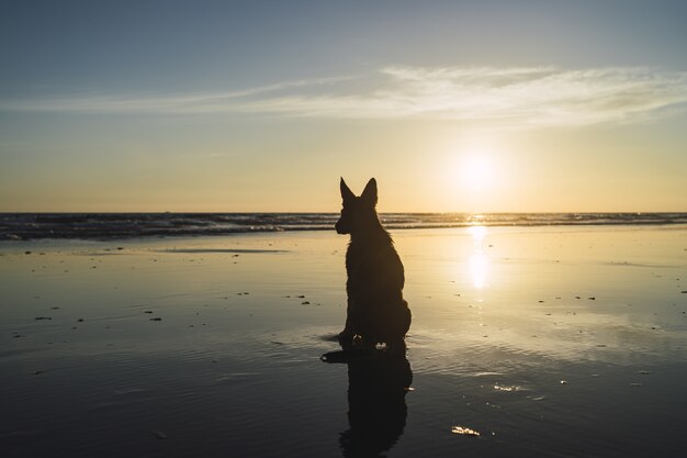 Schattenbild eines großen Hundes, der auf der Seeküste über dem Sonnenuntergang sitzt