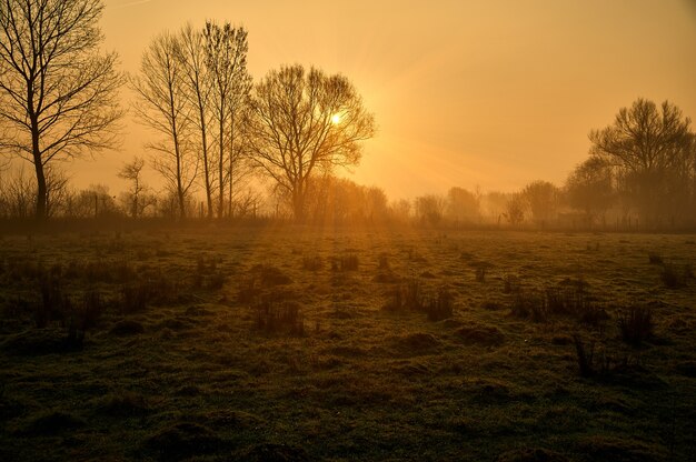 Schattenbild von Bäumen mit Sonnenlicht, das auf dem Feld scheint