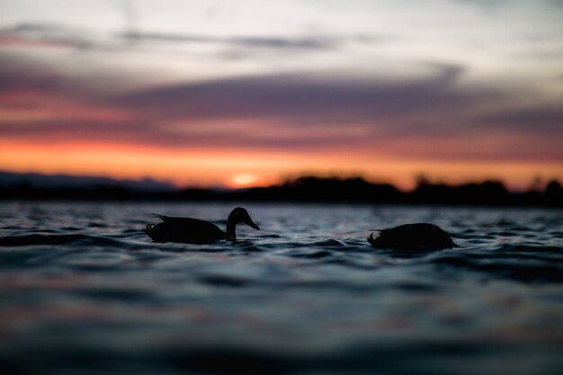 Schattenbild von zwei Enten, die im Wasser schwimmen