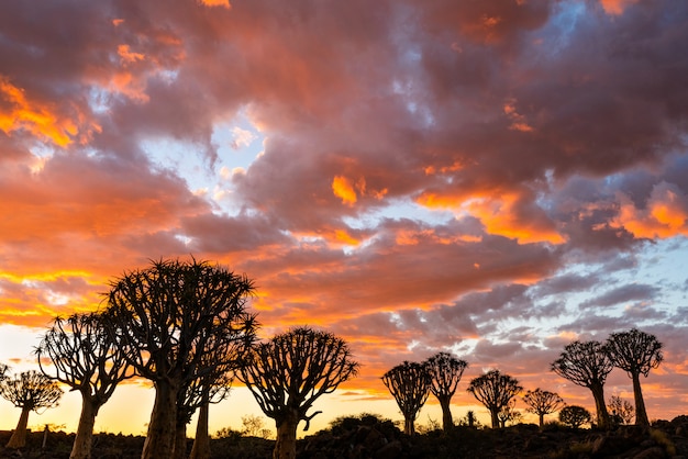 Kostenloses Foto schattenbildansicht des köcherbaumwaldes mit der schönen himmelssonnenuntergangsdämmerungshimmelszene in keetmanshoop, namibia.