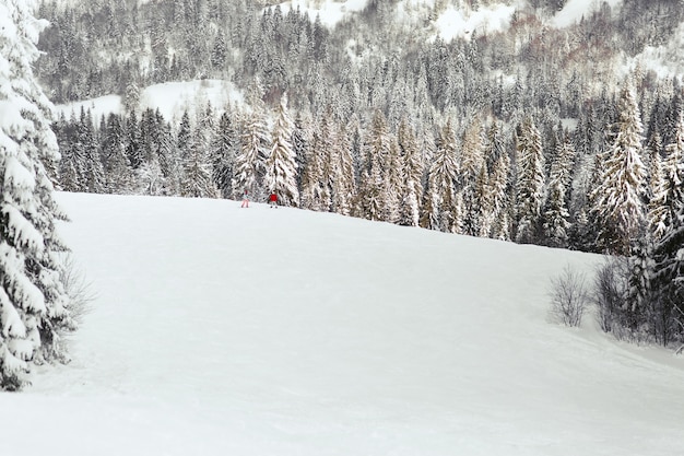 Schauen Sie von oben an Leuten in den Skianzügen, die auf geschneitem Hügel im Gebirgswald stehen