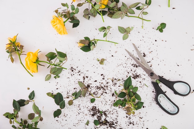 Schere in der Nähe von Schnittblumen