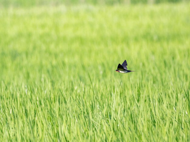 Scheunenschwalbe fliegt über grünes Reisfeld