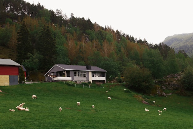 Schiffe auf dem grünen Rasen vor Haus im Wald