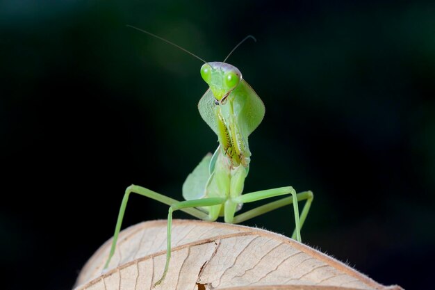 Schild-Mantis-Nahaufnahme auf Holz