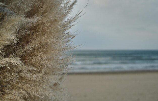 Schilfnahaufnahme auf dem Hintergrund des Wintermeeres, natürlicher natürlicher Hintergrund, selektiver Fokus auf das Herbstschilf. Küstenlinie im Winter am Schwarzen Meer